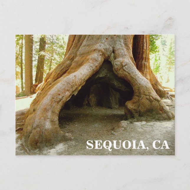¡Gran Postal Sequoia! (Anverso)