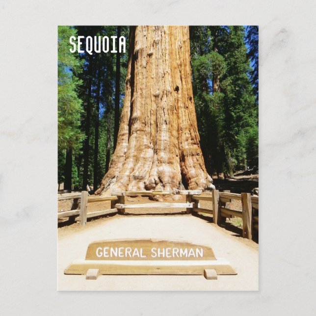 ¡Gran Postal Sequoia! (Anverso)