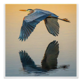 Gran Poster de Garza Azul en Vuelo | Agua Tranquil