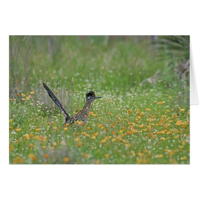 Gran Roadrunner, Geococcyx (Anverso (Horizontal))
