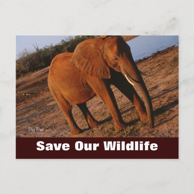 Gran Rojo, salva nuestra postal de vida salvaje (Anverso)