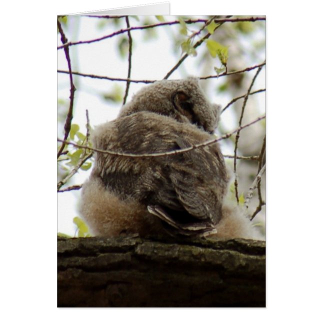 Gran Tarjeta de Búho de Horno (Frente)