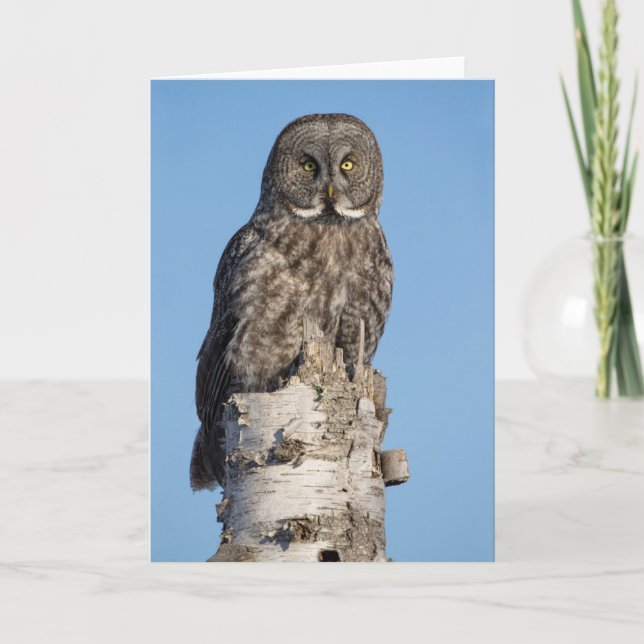 Gran tarjeta de felicitación de búho gris (Anverso)