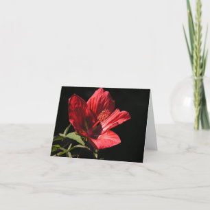 Gran tarjeta de hibisco rojo (Hibiscus coccineus)
