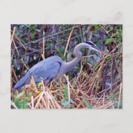 GRAN TARJETA POSTAL AZUL HERON