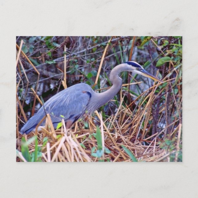 GRAN TARJETA POSTAL AZUL HERON (Anverso)