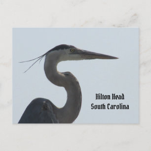 Gran tarjeta postal azul Heron Hilton Head SC