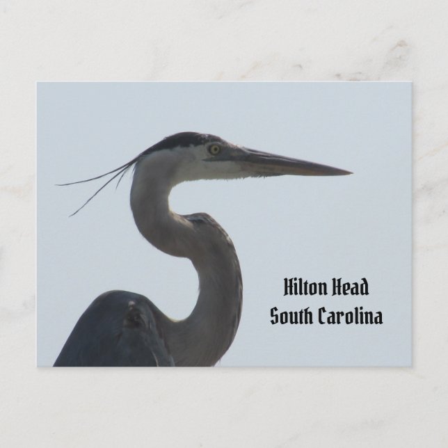 Gran tarjeta postal azul Heron Hilton Head SC (Anverso)