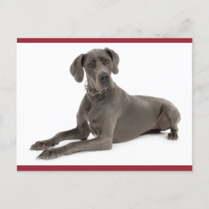 Gran tarjeta postal Dane Puppy Dog Blank