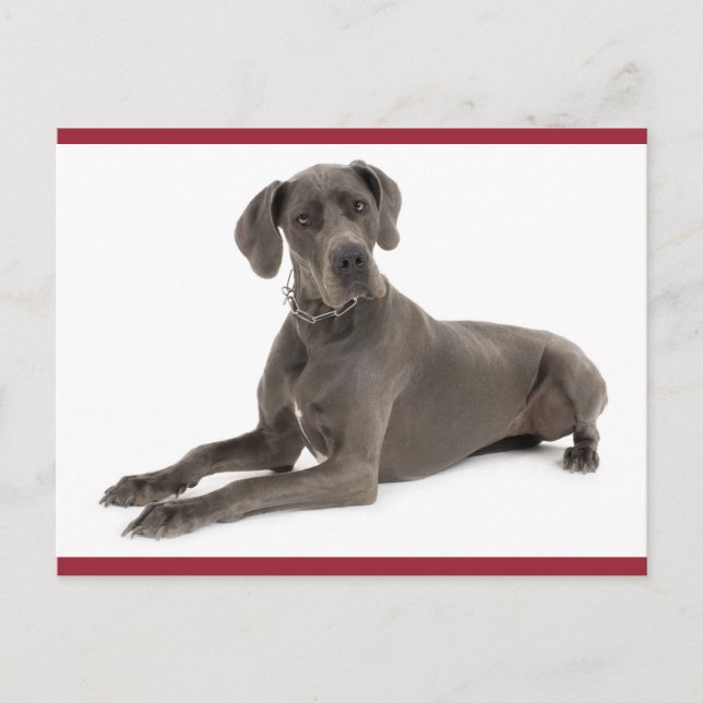 Gran tarjeta postal Dane Puppy Dog Blank (Anverso)