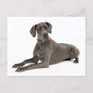 Gran tarjeta postal Dane Puppy Dog Blank