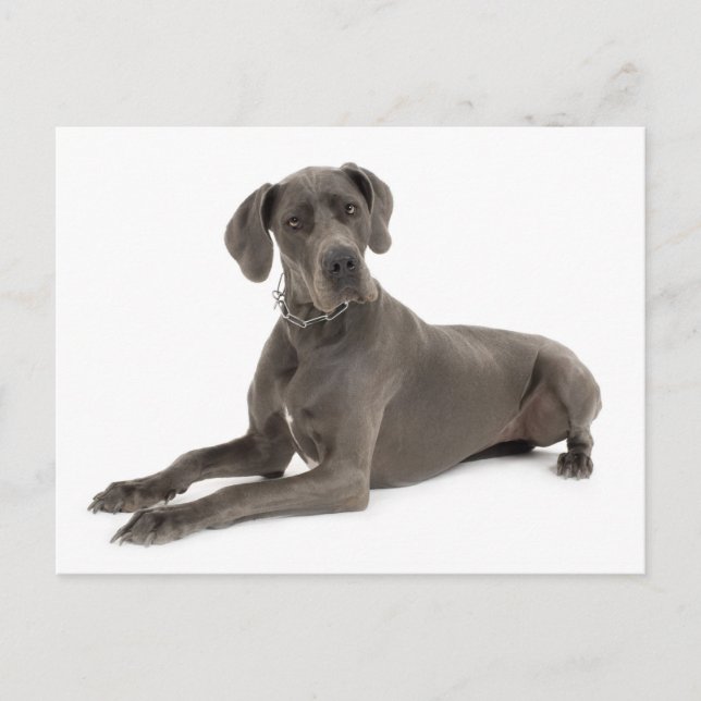 Gran tarjeta postal Dane Puppy Dog Blank (Anverso)