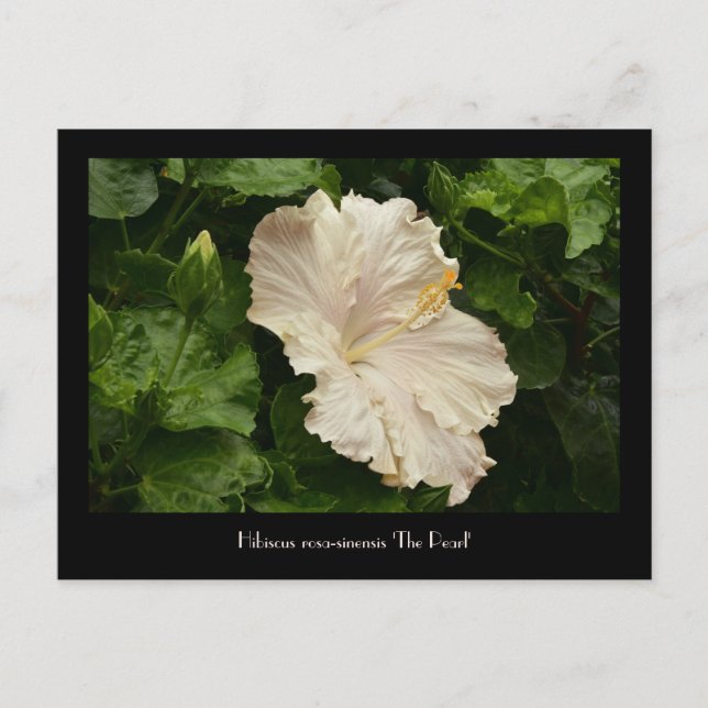 Gran tarjeta postal Pale Hibiscus (Anverso)