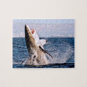 Gran tiburón blanco, rompecabezas