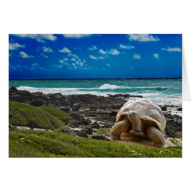 Gran tortuga en la orilla del mar (Anverso (Horizontal))