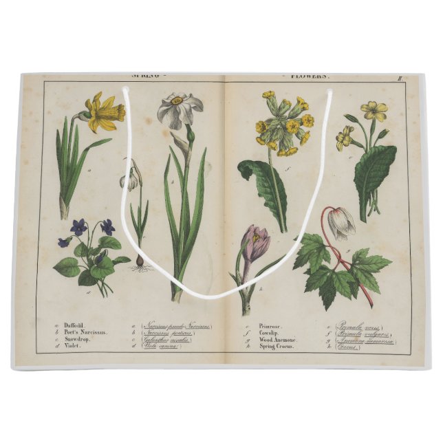 Grande Bolsa de Regalo Verde y Rosa Antiguo (Anverso)