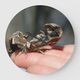 Grande Foto de insecto brutal Bebé mariposa Reloj redondo