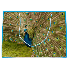 Grande Peacock con su hermosa bolsa de regalo de pluma