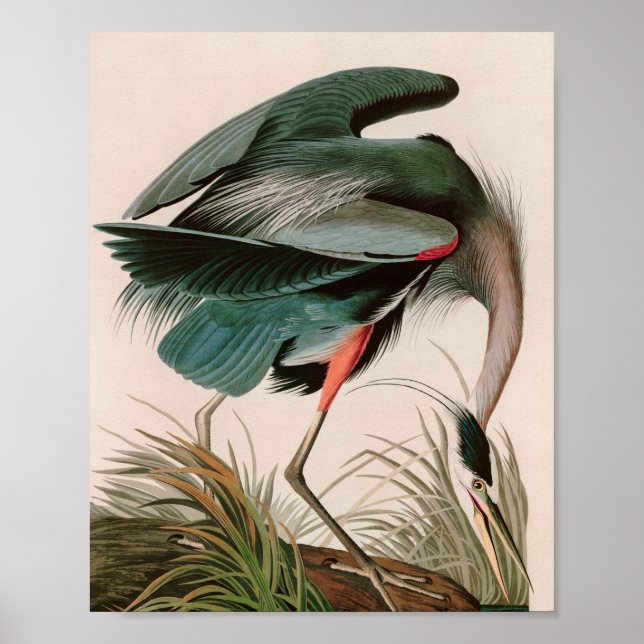 Grandes aves de garza azul de América Impresión Au (Frente)