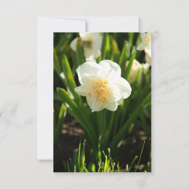 Grandes daffodias blancas en un día de primavera (Anverso)