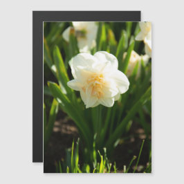 Grandes daffodias blancas en un día de primavera