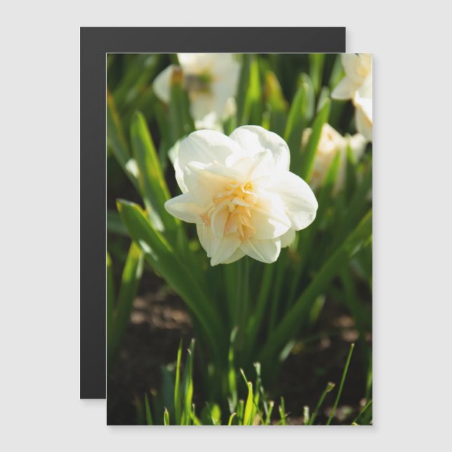 Grandes daffodias blancas en un día de primavera (Anverso/Reverso)