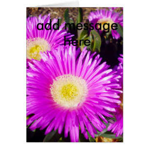 Grandes Dazzling Purple Daisies,