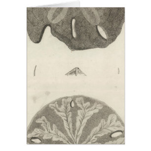 Grandes erizos de mar