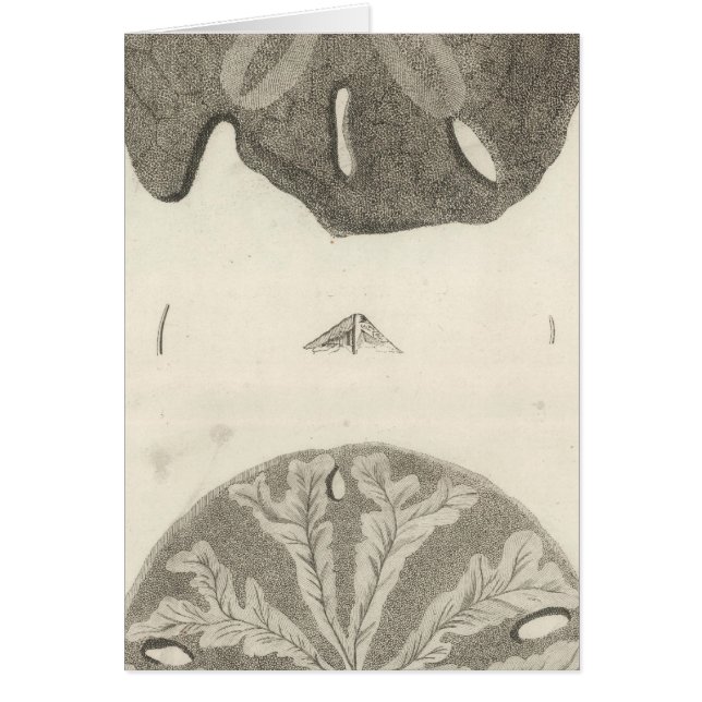 Grandes erizos de mar (Frente)