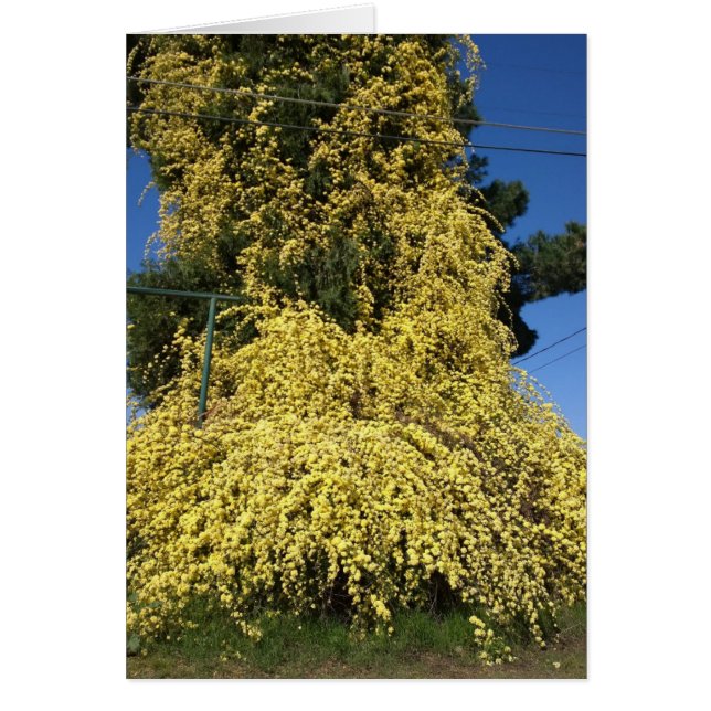 Grandes flores amarillas sobrecultivadas (Frente)