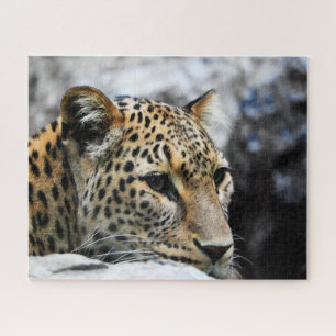 Grandes Gatos Leopardo. Rompecabezas