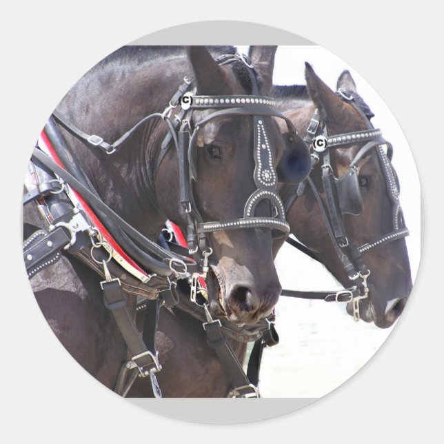 Grandes Pegatinas de Caballos (Anverso)