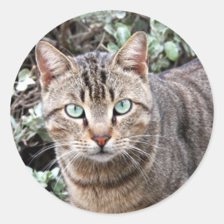 Grandes pegatinas del gato Tabby, de ojos verdes