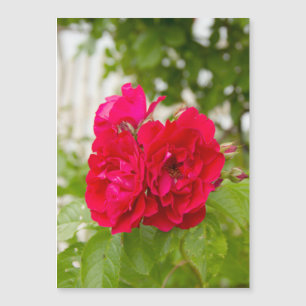 Grandes rosas rojas en el jardín