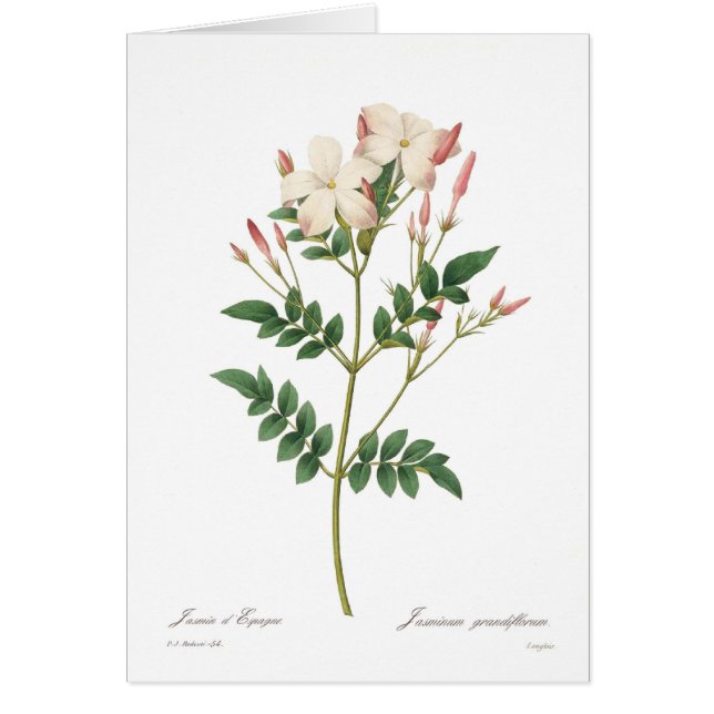 Grandiflorum del Jasminum (Frente)