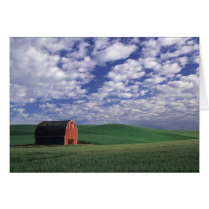 Granero rojo en campo del trigo y de la cebada en