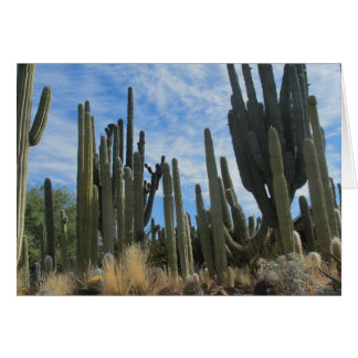 Granja Cacti En Arizona