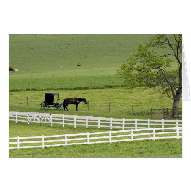 Granja de Amish con caballos y buggys cerca de Ber (Anverso (Horizontal))