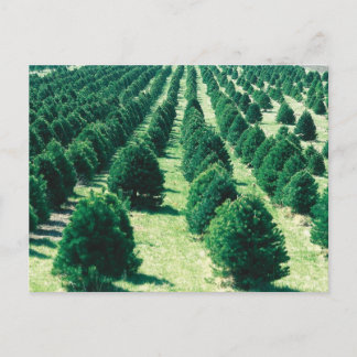Granja de árbol de Navidad