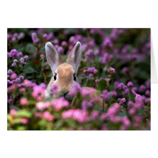 Granja de conejo (Anverso (Horizontal))