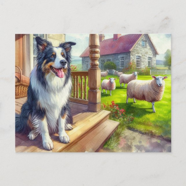 Granja de ovejas y postal de border collie (Anverso)