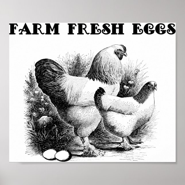 Granja de pollo Arte de huevos frescos (Frente)