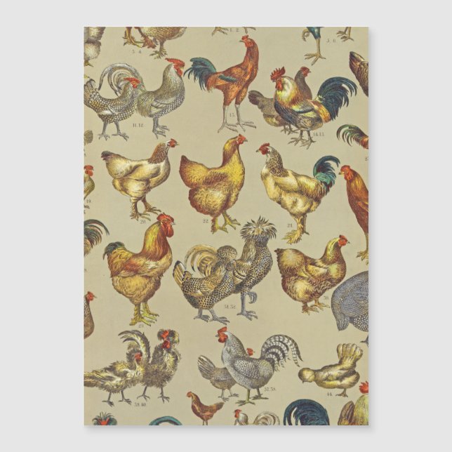 Granja de pollo de gallo (Anverso)