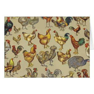 Granja de pollo de gallo de corral