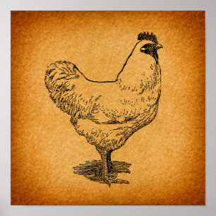 Granja de pollos de campo de arte animal Rooster c