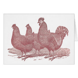 granja de pollos sRed de Plymouth Rock del gallo y