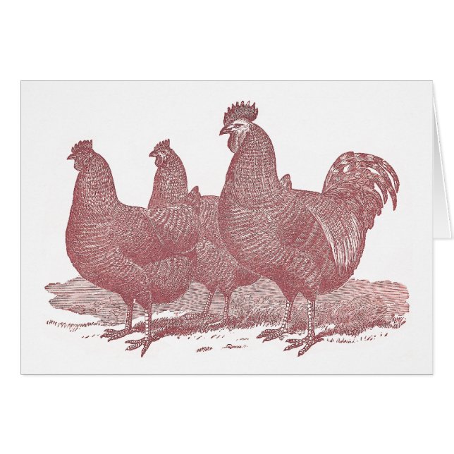 granja de pollos sRed de Plymouth Rock del gallo y (Anverso (Horizontal))