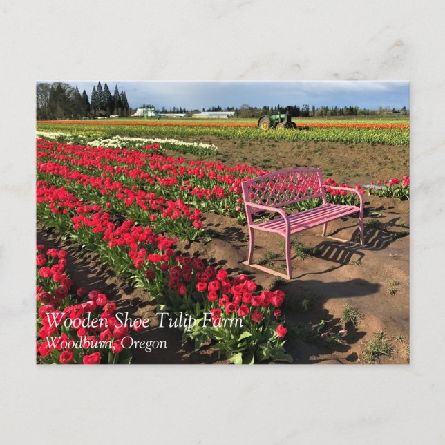 Granja de tulipanes en la postal de Oregón (Anverso)