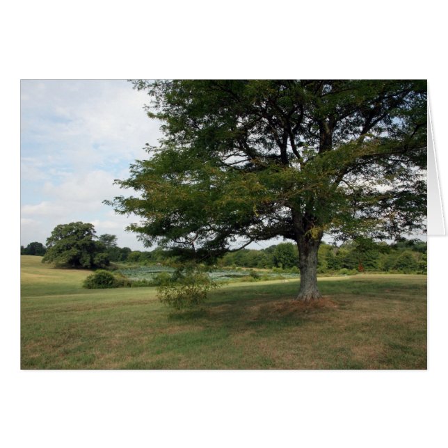 Granjas Shelby (Anverso (Horizontal))