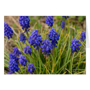 Grape Hyacinths Family
